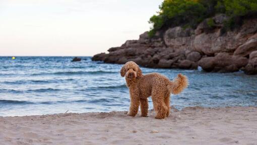 Spanish sales poodle breed